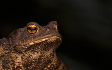 Vahşi doğada kurbağa