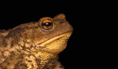 Vahşi doğada kurbağa