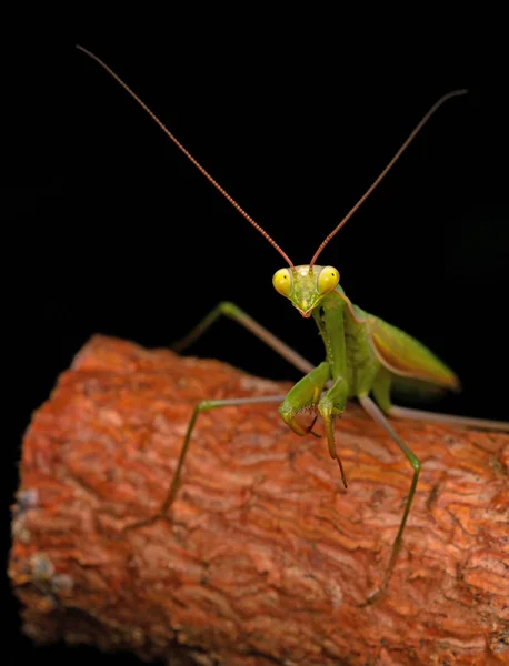 Zelený Kudmantis Větvi — Stock fotografie