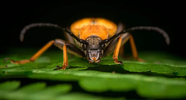 Pinheiro Vermelho Longhorn Stictoleptura Rubra — Fotografia de Stock