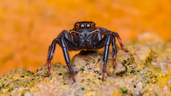 Salticidae Spider Pequeña Araña Mirando Cámara — Foto de Stock