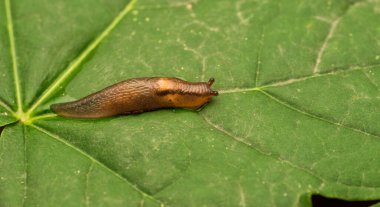 Yeşil yaprakta Arion subfuskusu