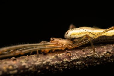 Ağaç dalındaki örümcek. Tetragnatha. 