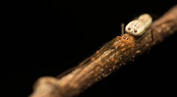 Αράχνη Στο Κλαδί Δέντρου Τετραγναθά — Φωτογραφία Αρχείου