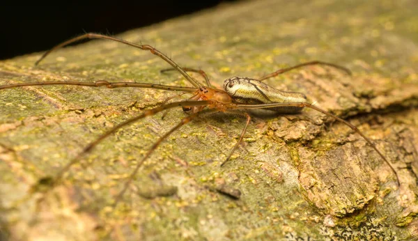 树枝上的蜘蛛 Tetragnatha — 图库照片