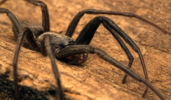 Pavouk Kůře Kmene Stromu Florentine Segestria — Stock fotografie