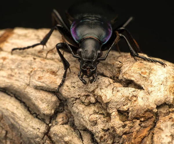 Escarabajo Carabus Violaceus Corteza Del Árbol —  Fotos de Stock