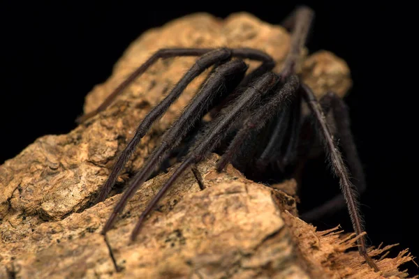 树干外壳上的蜘蛛 佛罗伦萨Segestria — 图库照片
