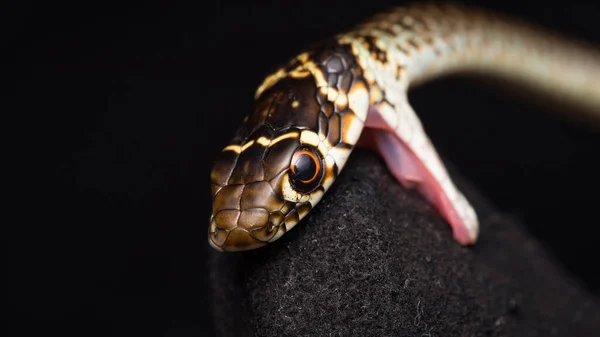 Wąż Trawiasty Natrix Natrix — Zdjęcie stockowe