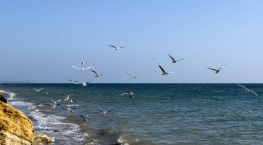 Martılar uçan ile deniz manzara