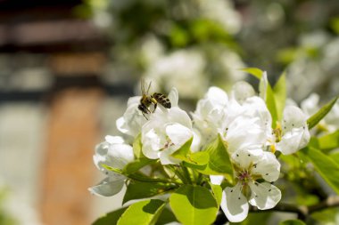 yeşil bir arka plan üzerinde bir çiçek arıya