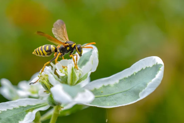 wasp on a flower on a green background