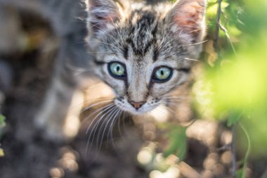 Güzel küçük yavru kedi sepetten, açık havada bakmak korkuttu