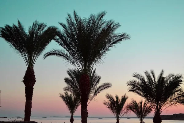 Palmensilhouette Strand Bei Sonnenuntergang — Stockfoto