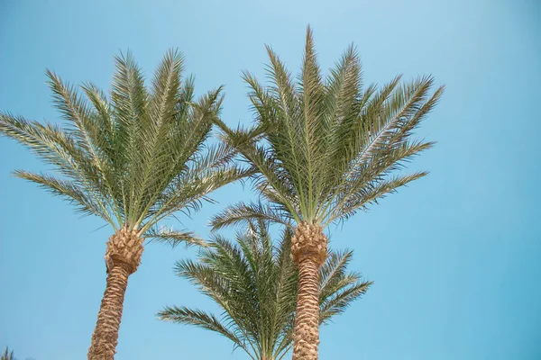 Palmboom Zonnige Dag Met Blauwe Hemelachtergrond Palmbomen Vintage Stijl — Stockfoto