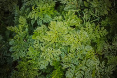 Yeşil çim Ön plan çim ile yakın-up yeşil arka plan