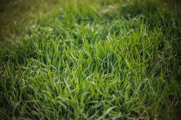 전경 잔디와 녹색 잔디 클로즈업 녹색 배경 — 스톡 사진