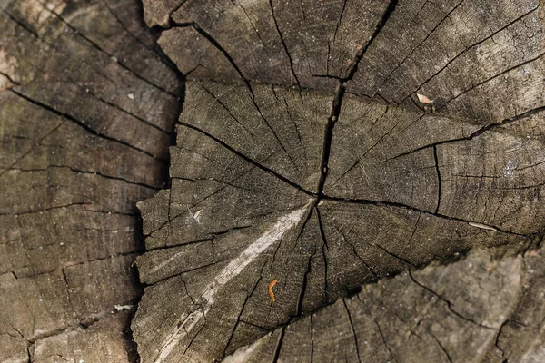Querschnitt Des Baumes Alter Baumstumpf Die Struktur Des Holzes Den — Stockfoto