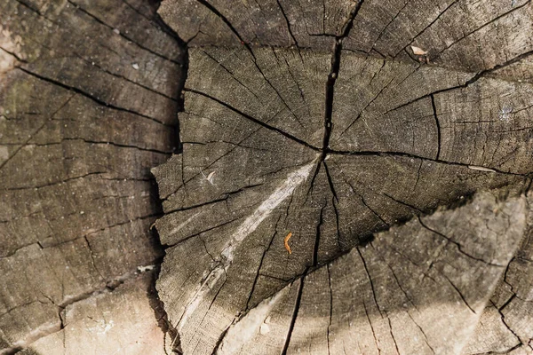 Cross-section of the tree, old stump. The texture of the wood in the cracks. Top view, daylight. stump of tree felled - section of the trunk with annual rings