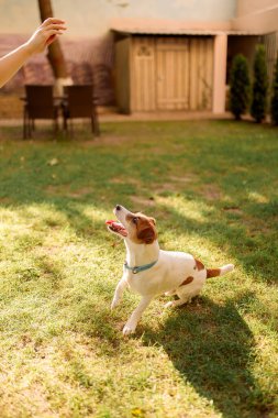 Güneşli bir yaz gününde yeşil çimlerde mutlu ve aktif bir köpek. Jack Russell Terriers bir adamla oynuyor.