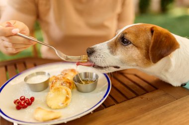 Köpek dışarıda, masada bir tabaktan yemek yiyor. Köpek yemek için yalvarıyor.