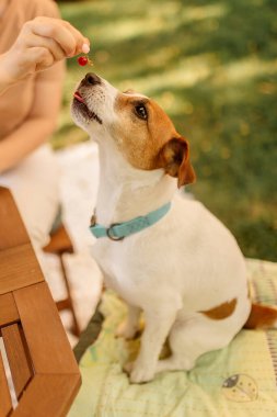Kadın el sahibi Jack Russell Terrier 'a yiyecek veriyor, açık hava, yaz. Öğrenme davranışı kavramı