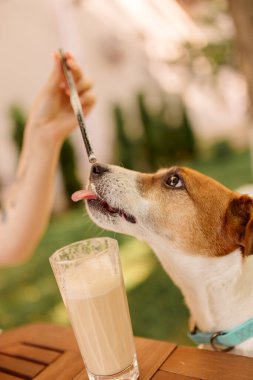 Köpek açık havada masada bir bardakta milkshake ile oturur. Jack Russell Teriyerleri, yaklaşın.