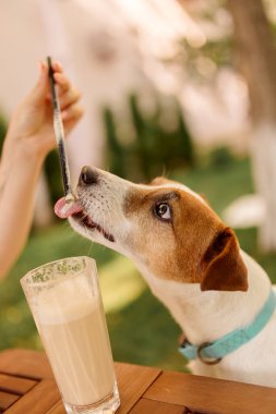 Köpek açık havada masada bir bardakta milkshake ile oturur. Jack Russell Teriyerleri, yaklaşın.