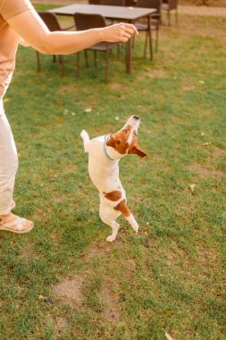 Genç bir kadın köpeğiyle oynuyor. Karışık köpekler sokakta, dışarıda zıplıyorlar. Mutlu köpek yavrusu çayırda.