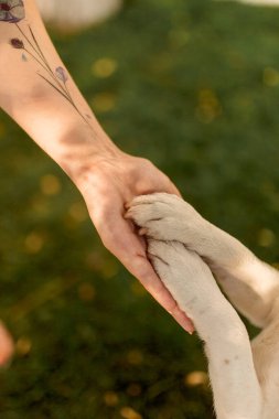 Bir köpeğin pençesi ve bir insan eli tokalaşıyor. İnsan ve köpek arasında dostça bir tokalaşma.