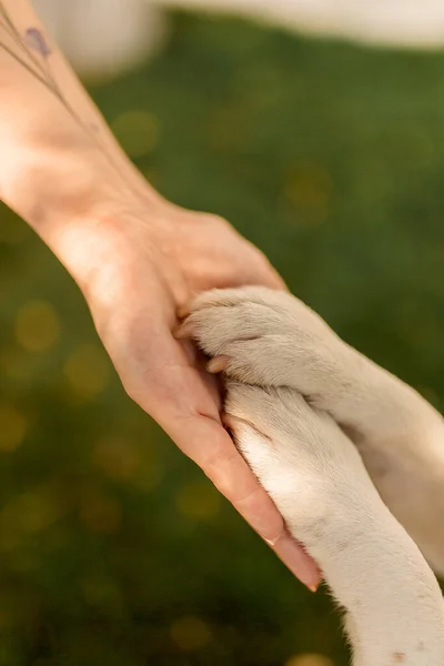 A dog\'s paw and a human hand shake hands. Friendly handshake between man and dog outdoors