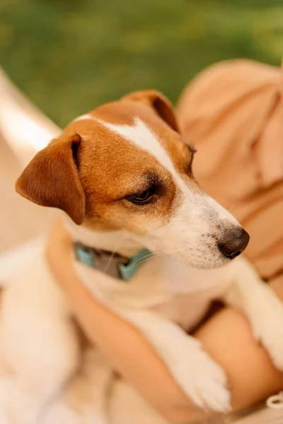 Golden Jack Russell Terrier Tle Zielonej Trawy Szczęśliwy Pies Świeżym — Zdjęcie stockowe