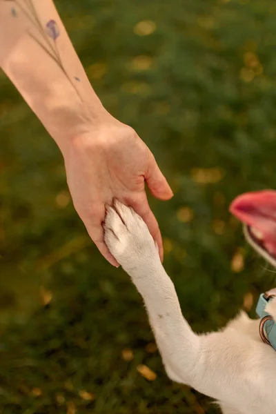 Dog Paw Human Hand Shake Hands Friendly Handshake Man Dog — Stock Photo, Image