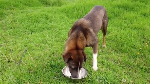 Ein Streunender Hund Frisst Reis Aus Einer Edelstahlschüssel — Stockvideo