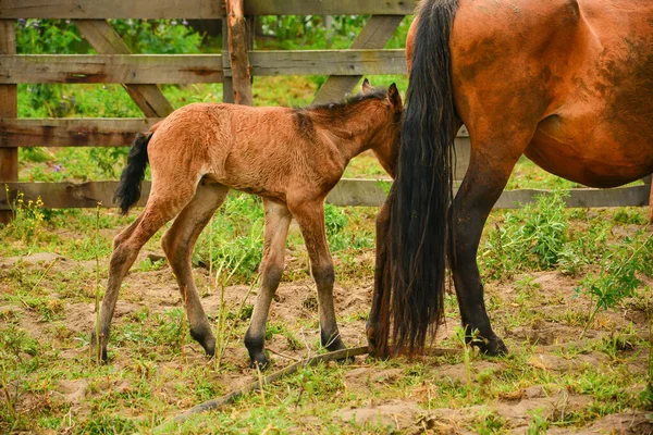 Young Horse Mother Corral — Stock Photo, Image