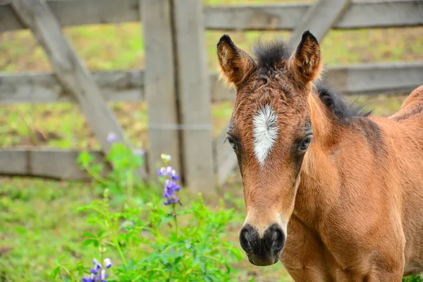 Cavalo Jovem Com Uma Mãe Curral — Fotografia de Stock