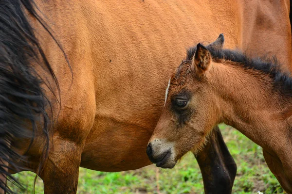 Молодой Конь Матерью Загоне — стоковое фото