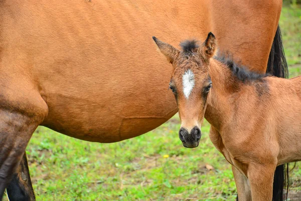 Cavalo Jovem Com Uma Mãe Curral — Fotografia de Stock