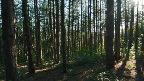 Vertikální Panorama Lese Široký Úhel Slunečno Světelné Paprsky — Stock video