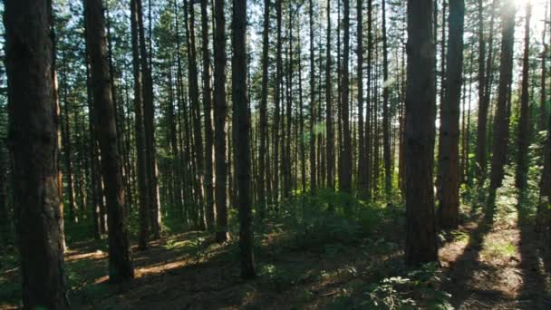 Panorama vertical en forêt, grand angle, ensoleillé, rayons lumineux