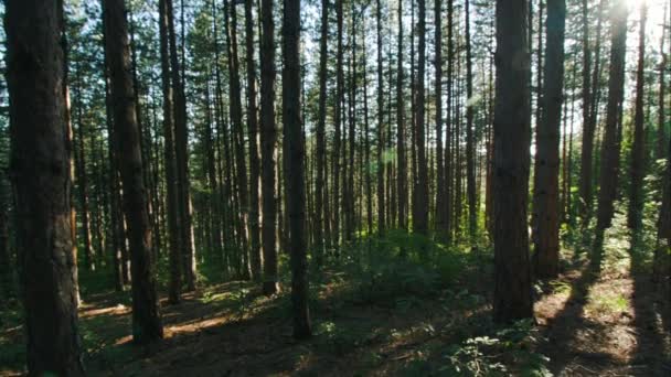 Panorama Verticale Nel Bosco Grandangolo Soleggiato Raggi Luce — Video Stock