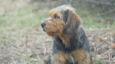 Av köpeği havlaması yaklaşıyor.