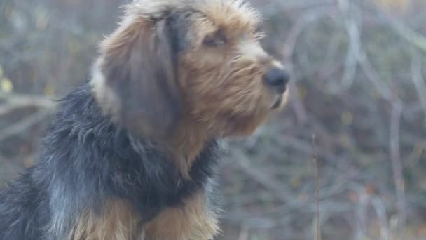 Баракський Собака Губ Крупним Планом Стокове Зображення — стокове відео