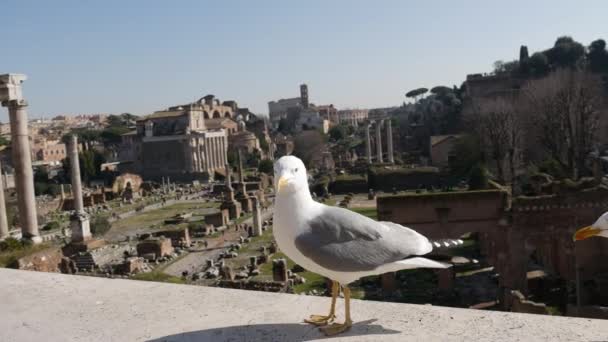 Couple Seagulls Posing Camera Ancient Rome — Stock Video