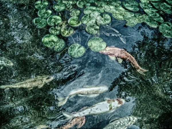 Carpa Koi Pescado Estanque Con Hojas Lirio — Foto de Stock