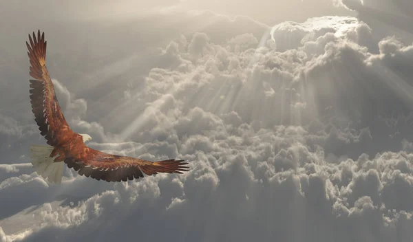 Vrijheid Eagle Vlucht Wolken — Stockfoto