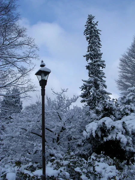 雪中的冬树 — 图库照片