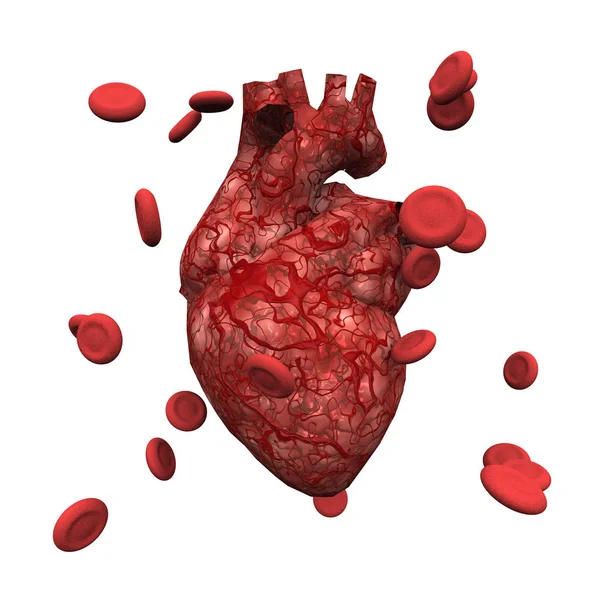 Menschliches Herz Und Menschliche Blutzellen — Stockfoto