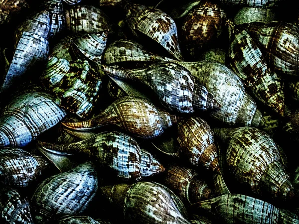 Ein Bündel Cerith Muscheln — Stockfoto