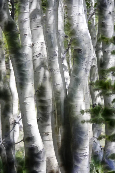Green Aspens Abstract Background — Stock Photo, Image